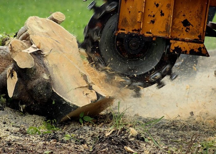 Stump Removal or Grinding