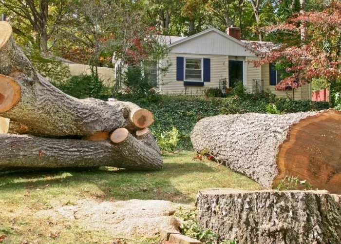 Tree Removal