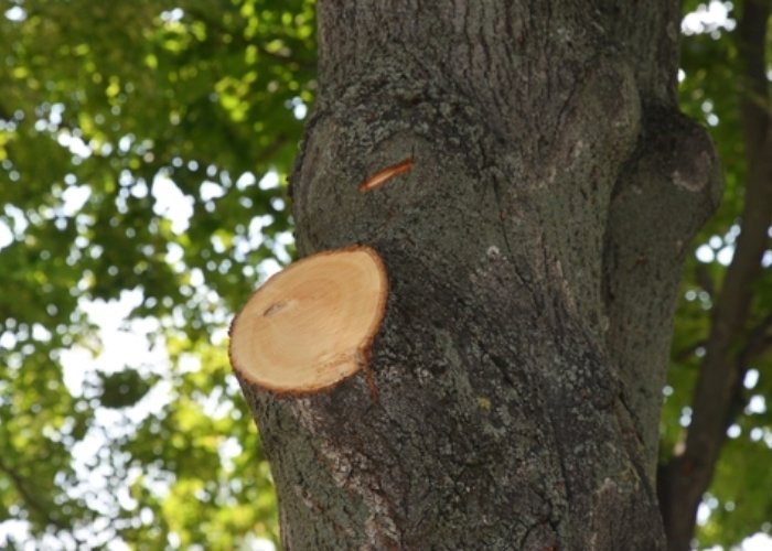 Branch Cutting